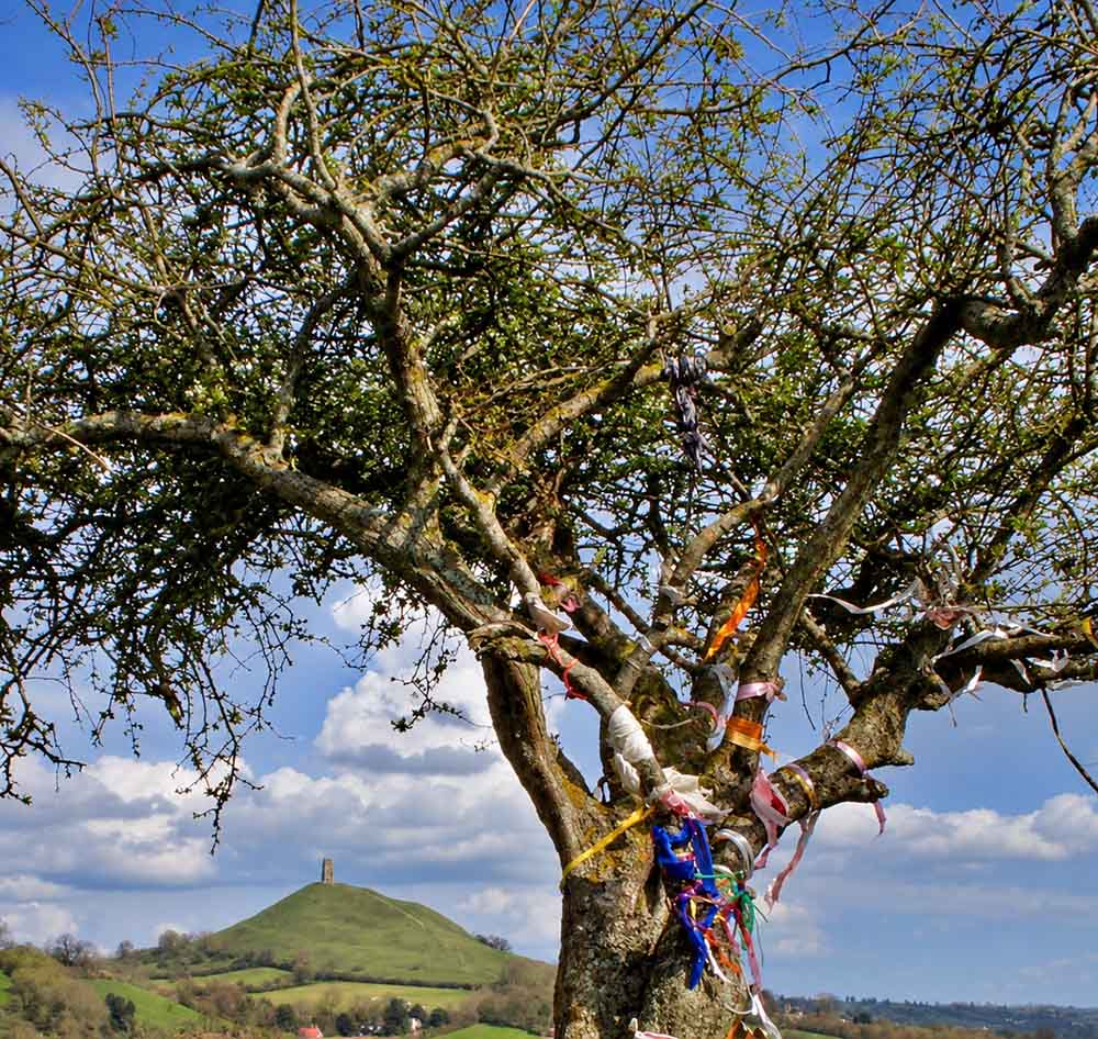 glastonbury-thorn
