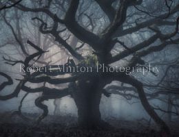 In The Depths of the Forest. 16 x12" Card Mounted Print.
