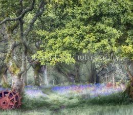 The Wheel of the Year Turns.  16 x12" Card Mounted Print.