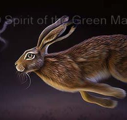flying-hare