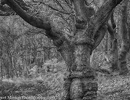 old-oak-tree