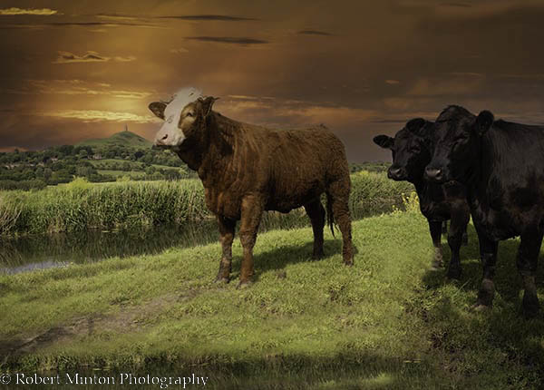 somerset-cows-at-the-tor