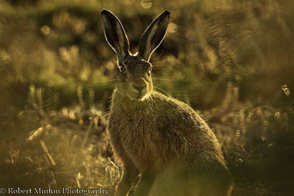 somerset-hare