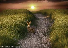 sunset-hare
